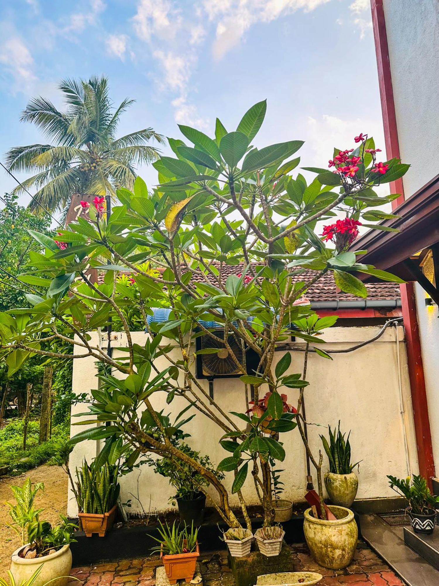 Hotel New Panda House Galle Exterior foto